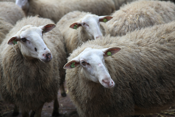 Schapen