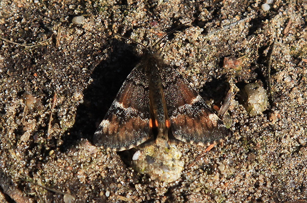 Oranje Berkenspanner, , Archiearis parthenias