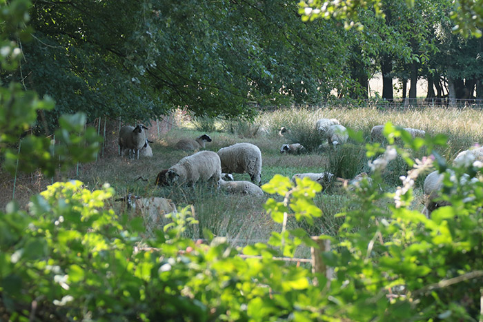 Schapen in Orvelte