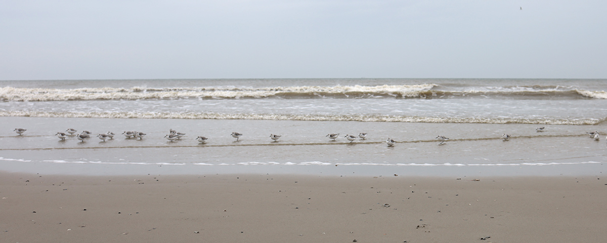 Terschelling 2020. Midweek vakantie Hans en Gina Mom