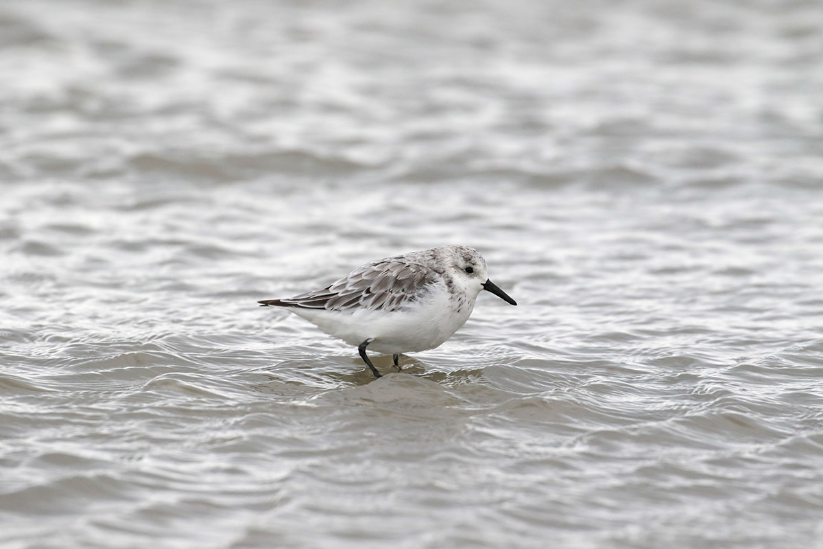 Drieteenstrandloper op Terschelling