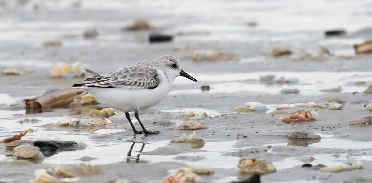 Drieteenstrandloper op Terschelling