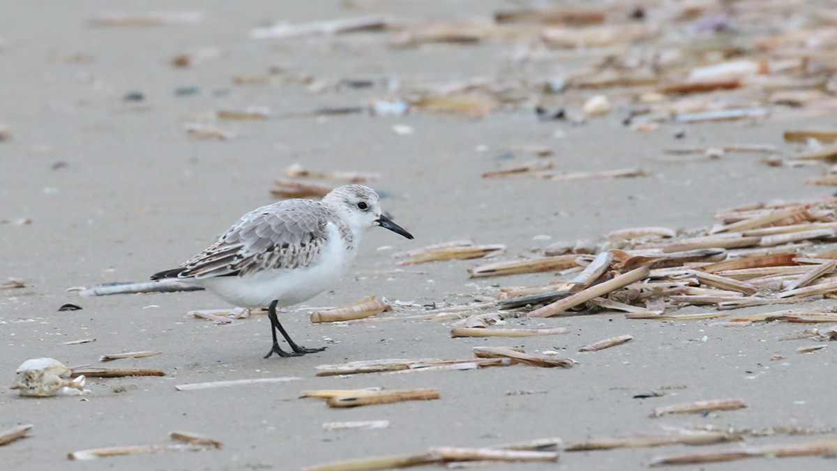 Drieteenstrandloper op Terschelling