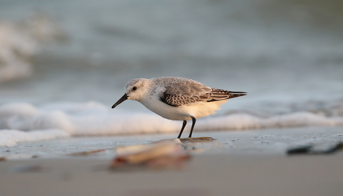 Drieteenstrandloper op Terschelling