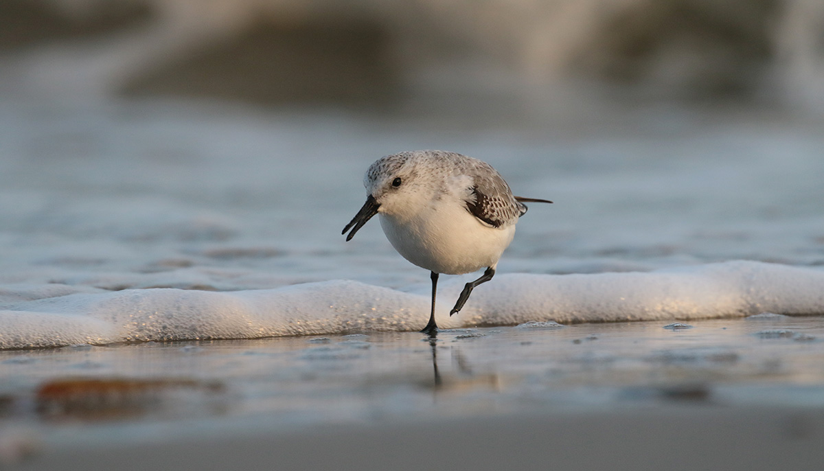 Drieteenstrandloper op Terschelling