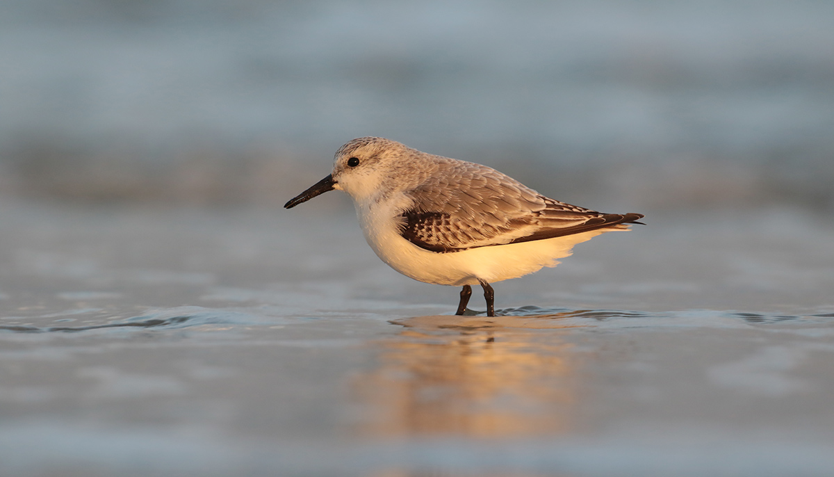 Drieteenstrandloper op Terschelling