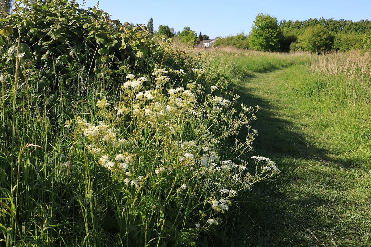 Waalbos - Ridderkerk - wijk Rijssord