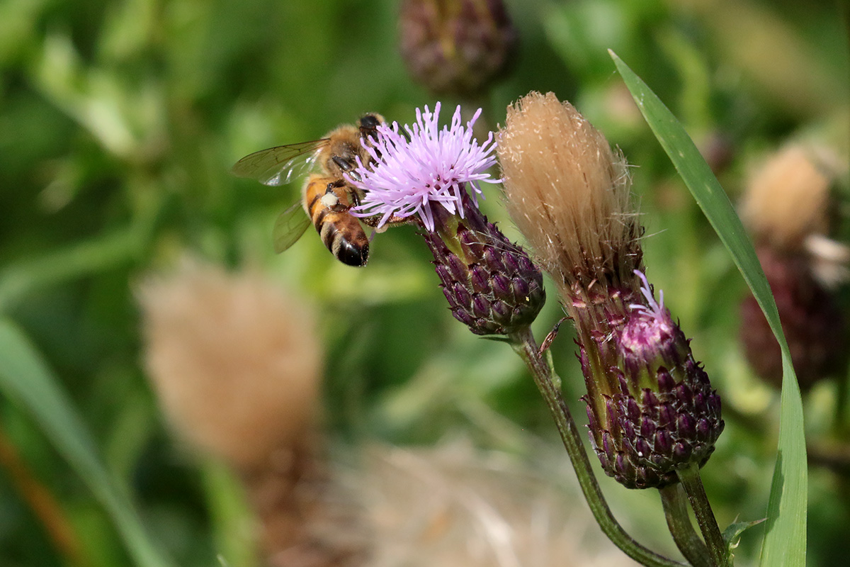 Honingbij op een distel