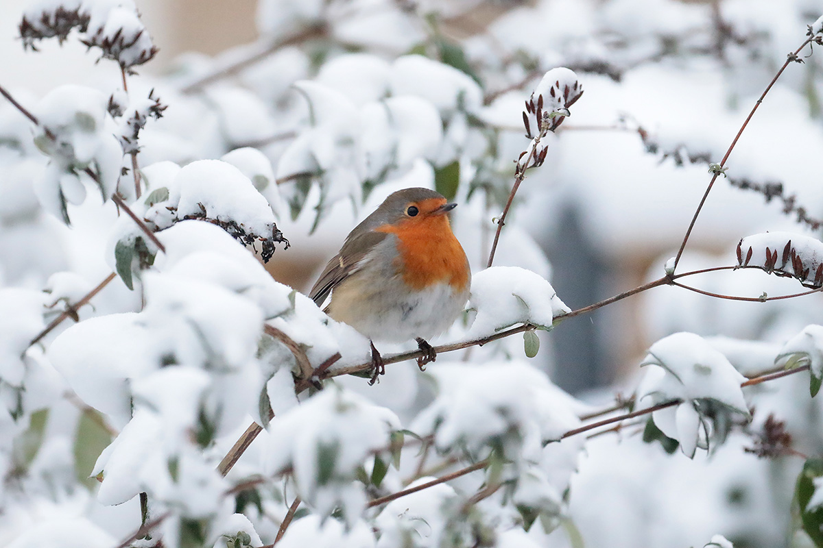 Roodborst in tuin van Hans en Gina Mom