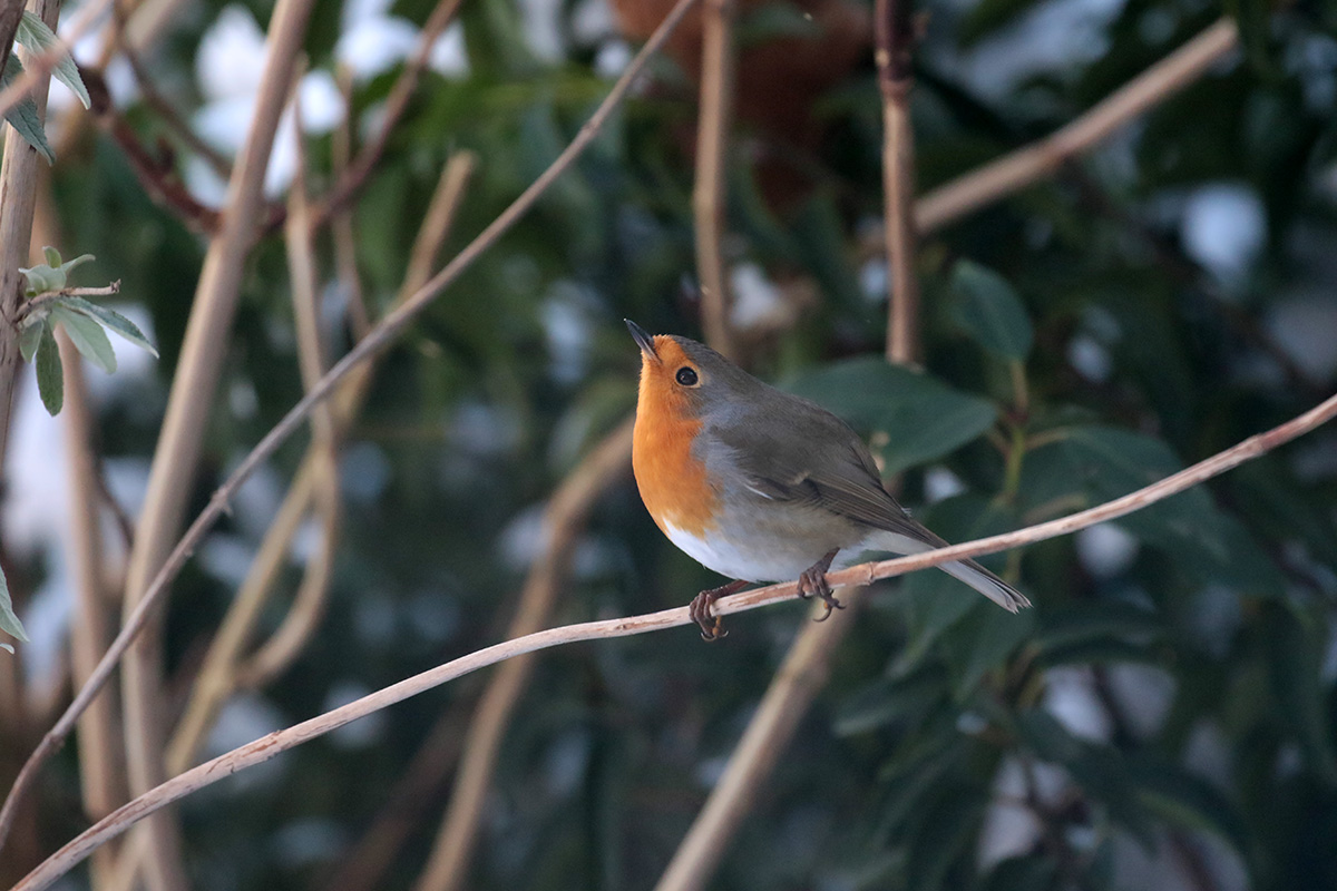 Roodborst in tuin van Hans en Gina Mom