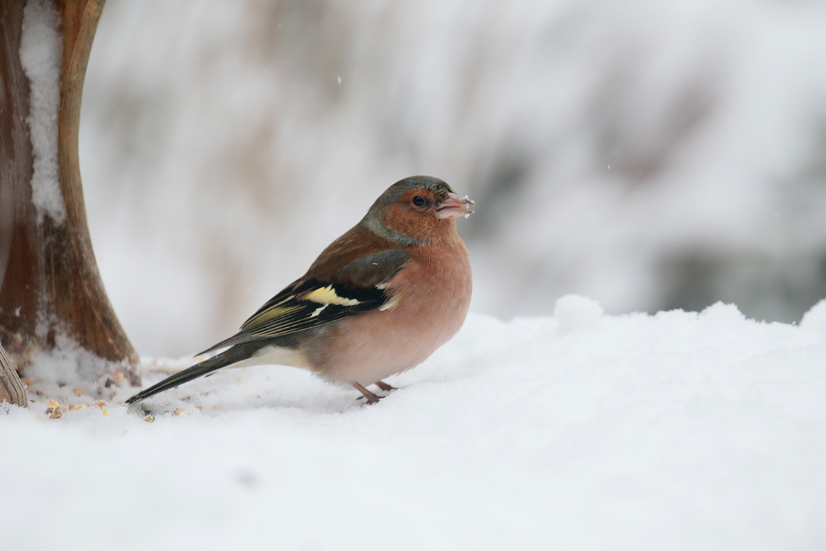 Vink in tuin van Hans en Gina Mom