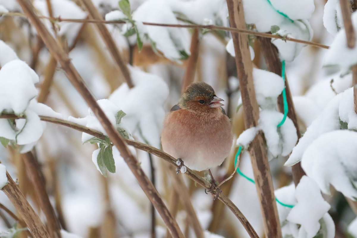 Vink in tuin van Hans en Gina Mom