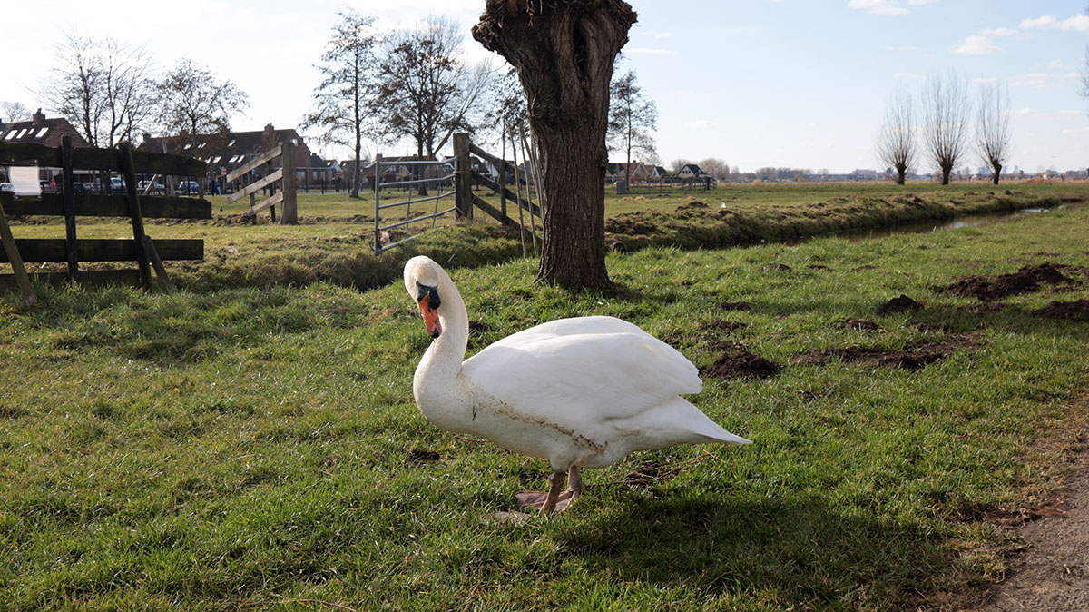 Wandelen langs de molens van Kinderdijk