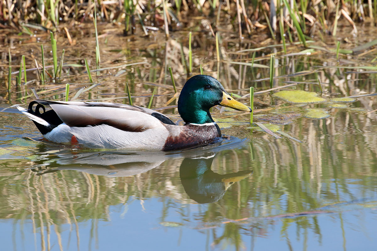 Wilde Eend in het Waalbos