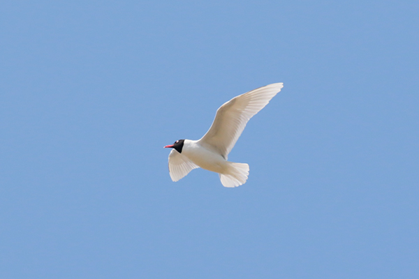 Zwartkopmeeuw in de Nieuwe Dordtse Biesbosch