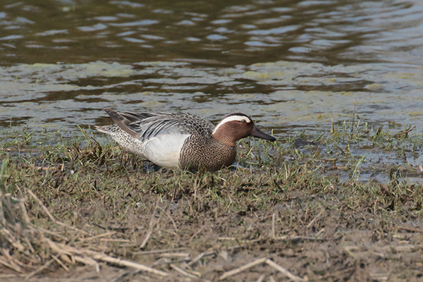 Zomertaling in de Nieuwe Dordtse Biesbosch