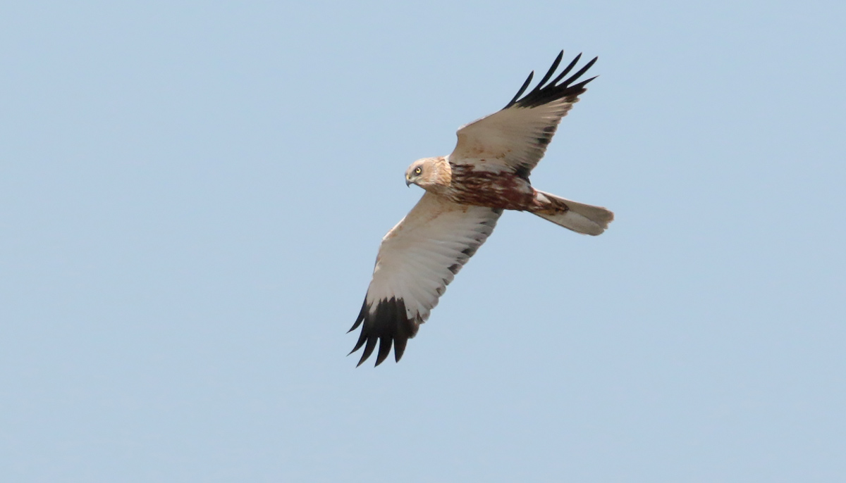 Bruine Kiekendief - maanetje - in de Nieuwe Dordtse Biesbosch