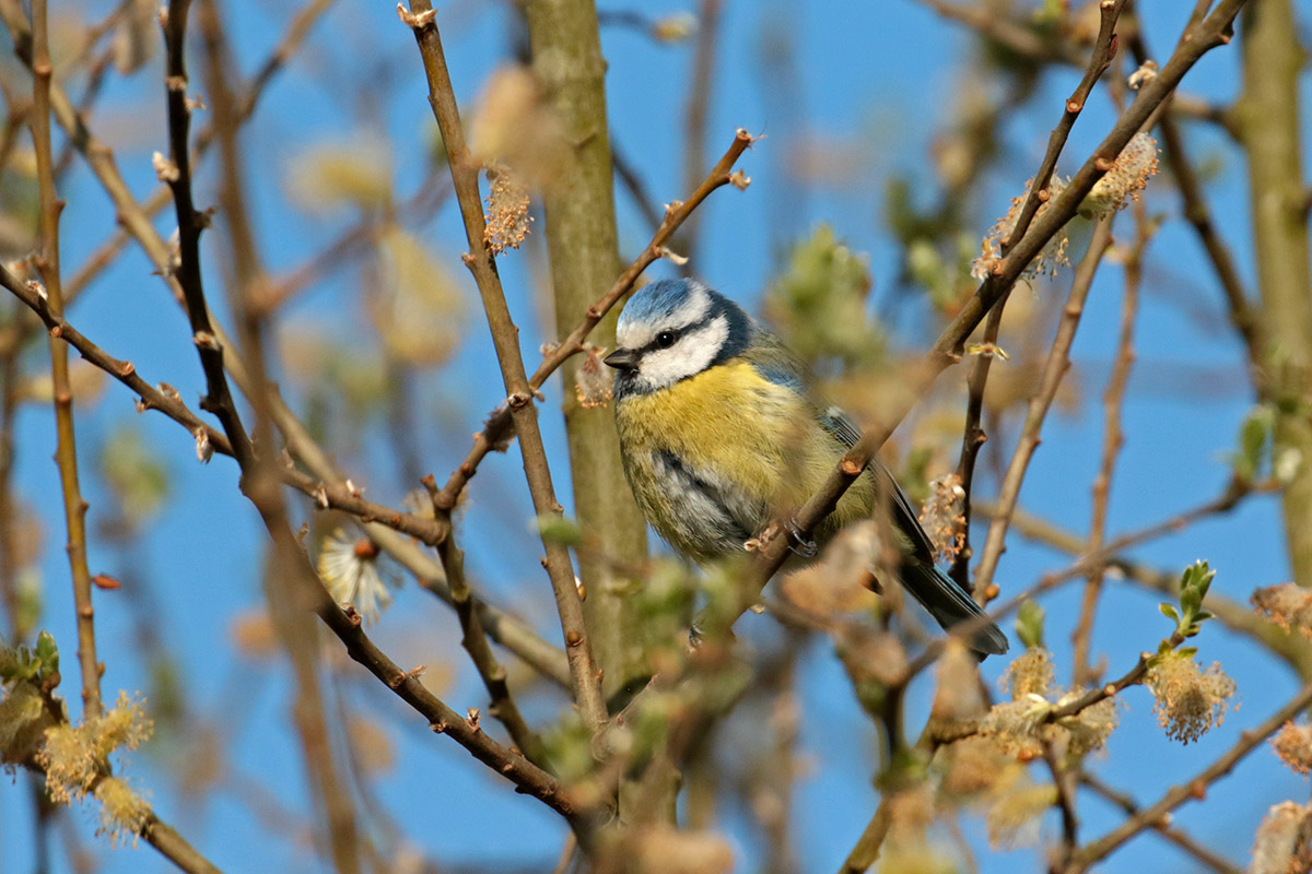 Pimpelmees in het Waalbos