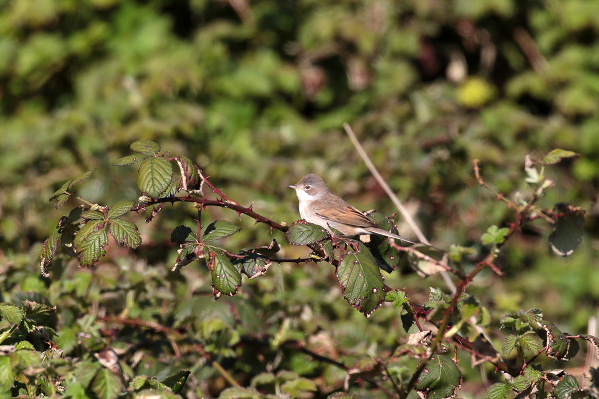 Grasmus in het Waalbos