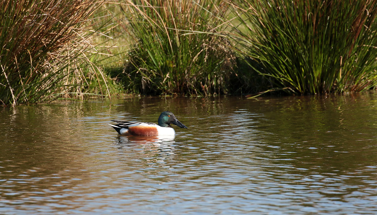 Slobeend in het waalbos