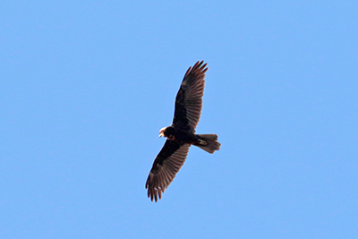 Bruine Kiekendief in de Crezéepolder