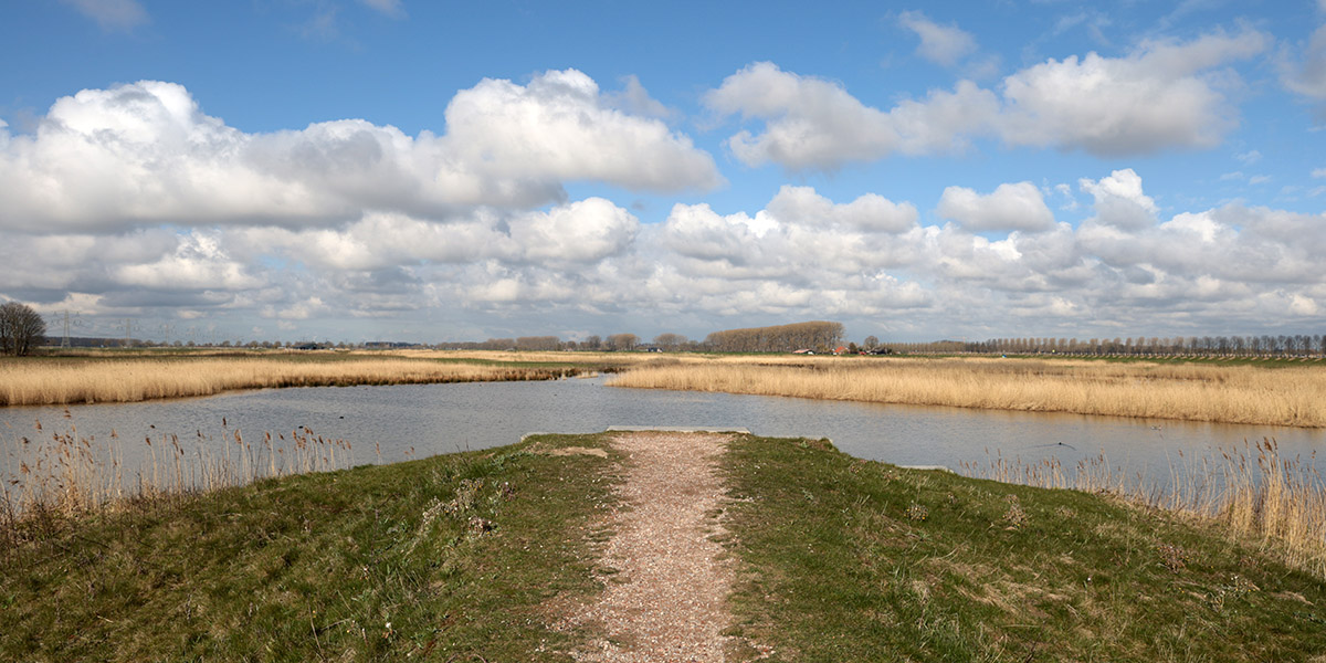 Nieuwe Dordtse Biesbosch 