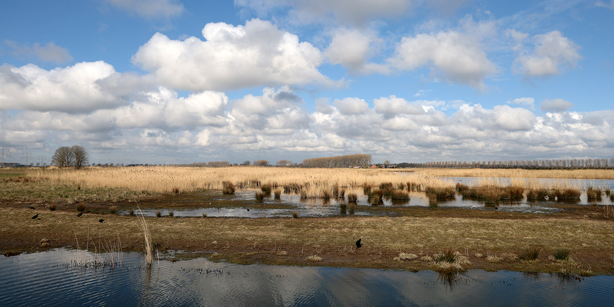 Nieuwe Dordtse Biesbosch 