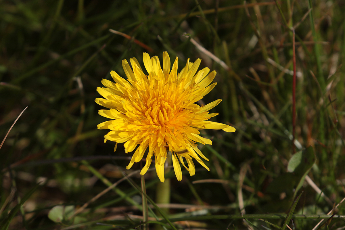 Paardenbloem