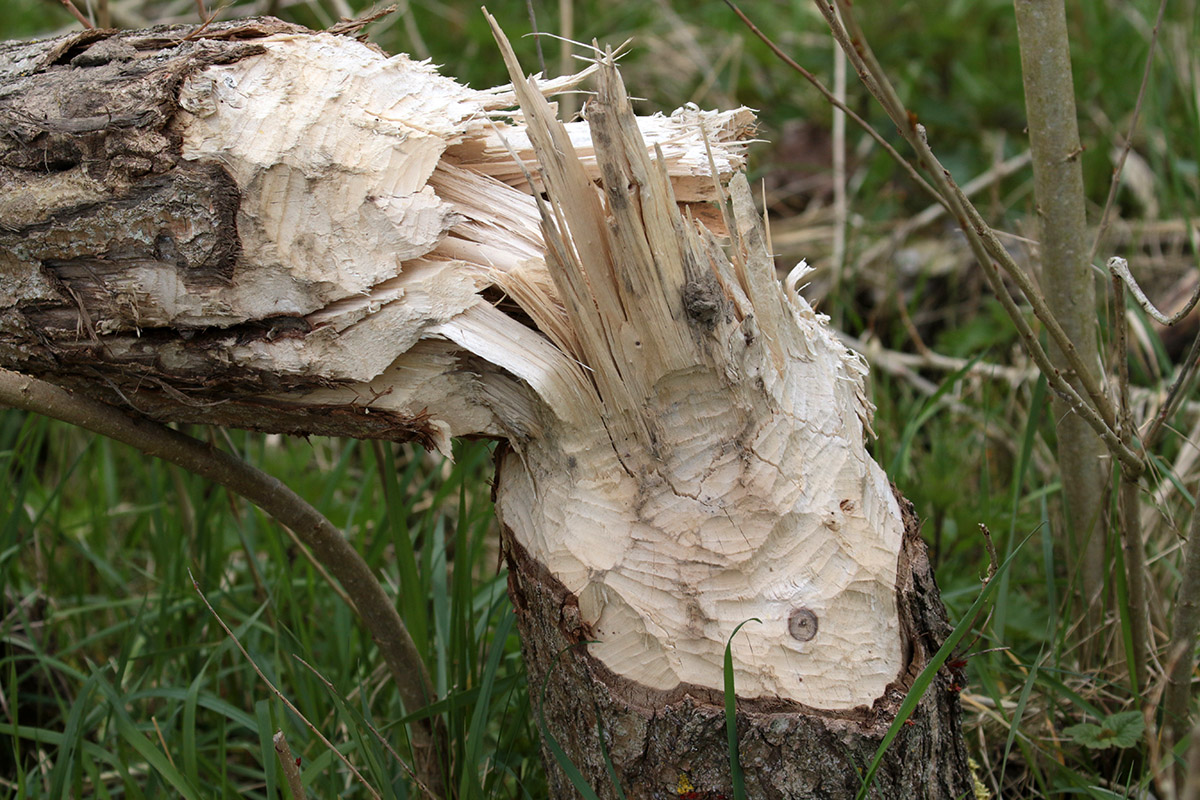 Brabantse Biesbosch