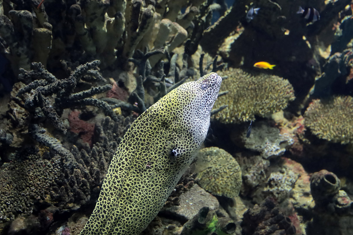 Oceanium Blijdorp, Murene