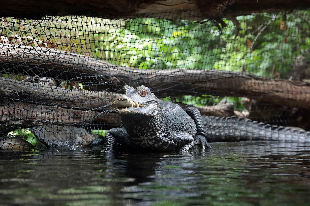 alligator Blijdorp