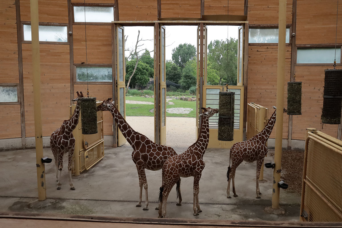 Giraffen - Blijdorp