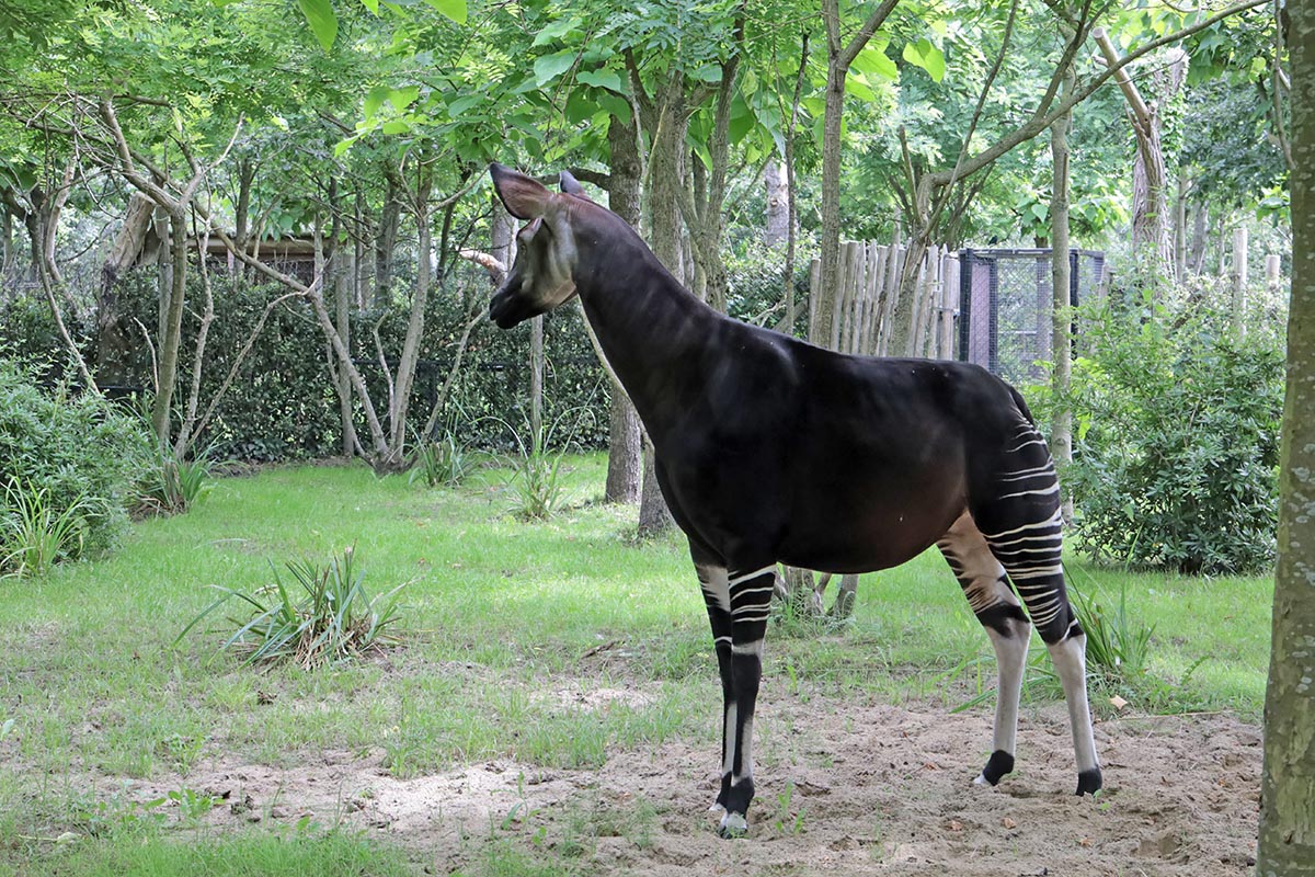 Okapi - Blijdorp