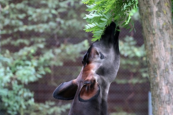 Okapi Blijdorp