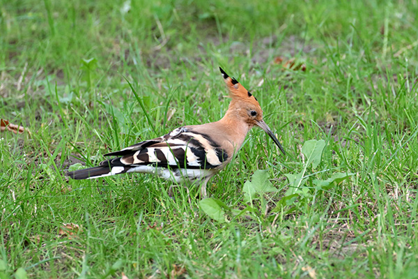 Hop - Blijdorp