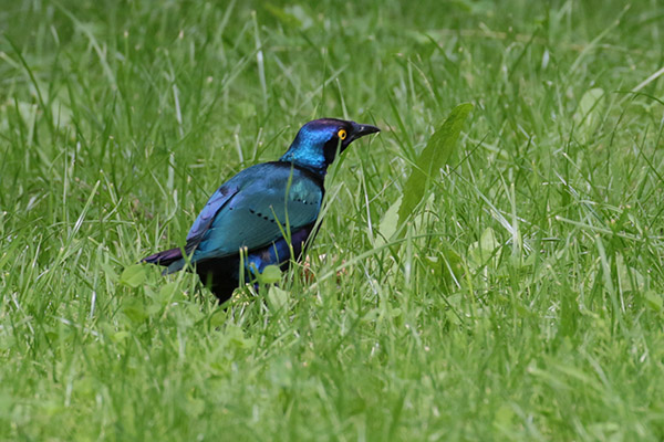 Blauwoorglansspreeuw - Blijdorp