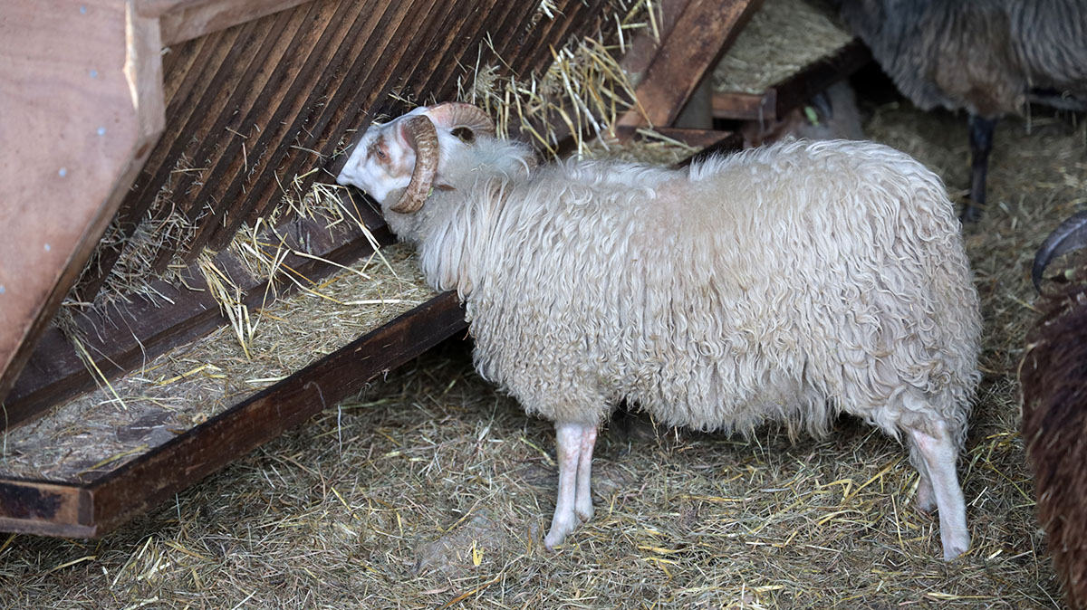 Drents heideschaap