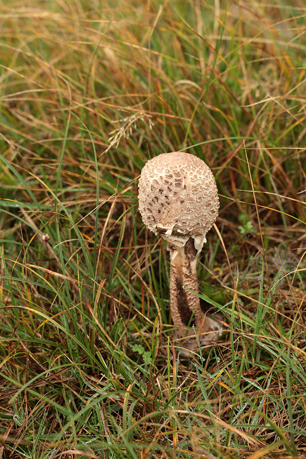 Paddenstoel op Texel