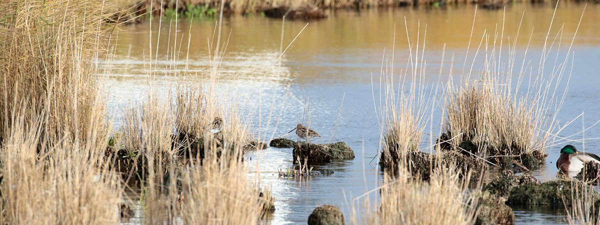 Watersnip