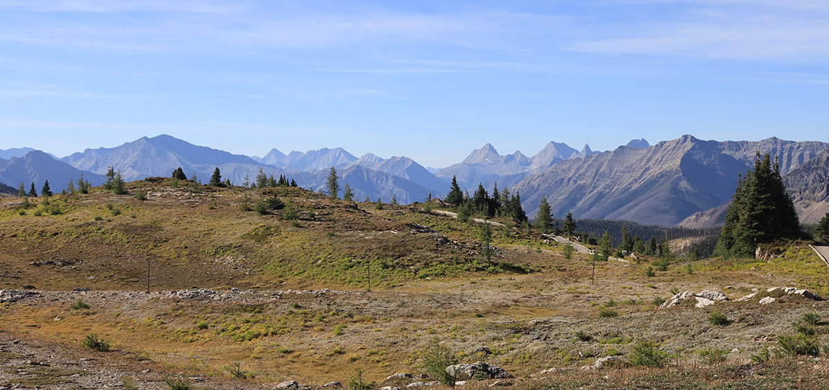 Sunshine Meadows