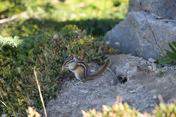 Chipmunk