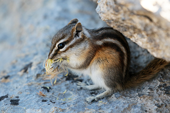 Chipmunk