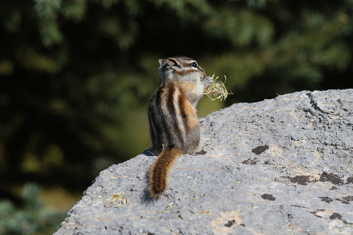 Chipmunk