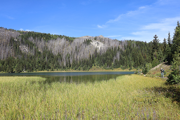 Sunshine Meadows