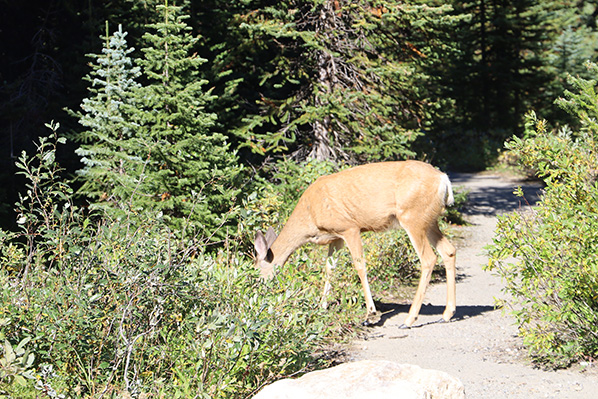 Mule deer