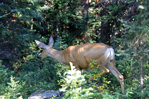 Mule deer