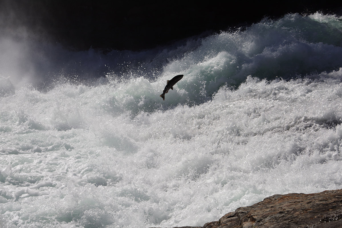 Bailey's Chute