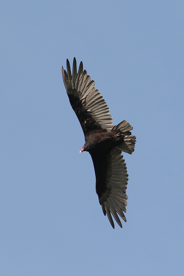 Turkey Vulture in Little Fort