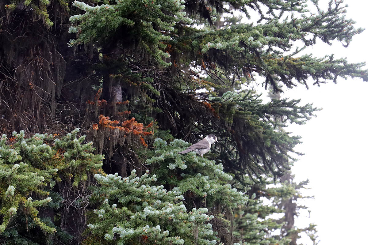 Canadian Jay at Blackcomb Mountain