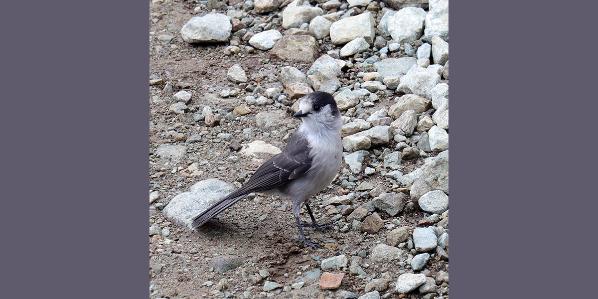 Canadian Jay